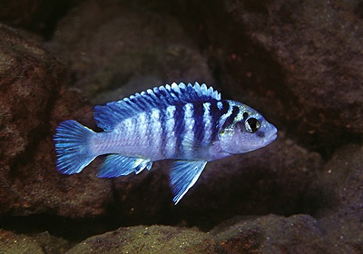 Labidochromis sp. 'chisumulae mbweca' Tumbi Point